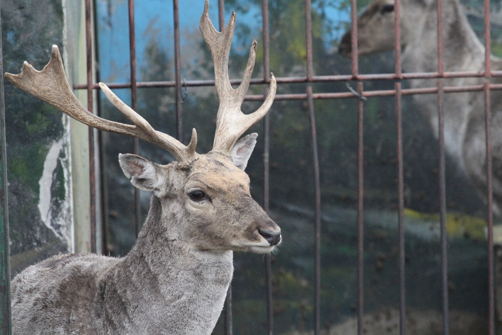 Hybrid deer(mashhad zoo)