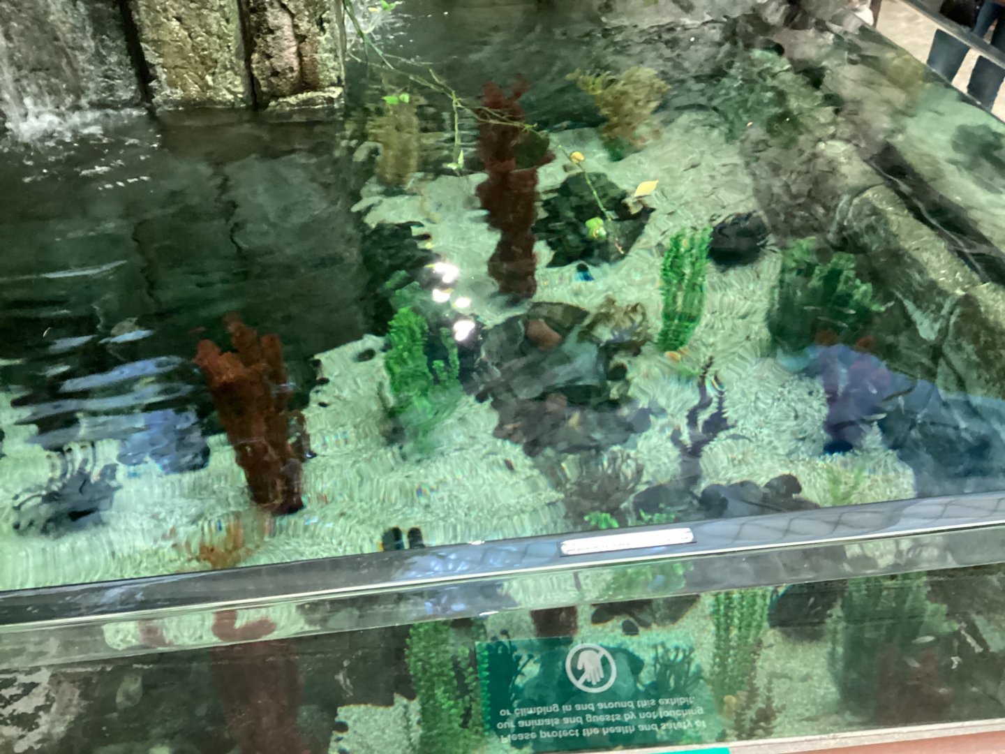 Hybrid Devils Hole Pupfish × Ash Meadows Amargosa Pupfish Enclosure - December 20th 2024