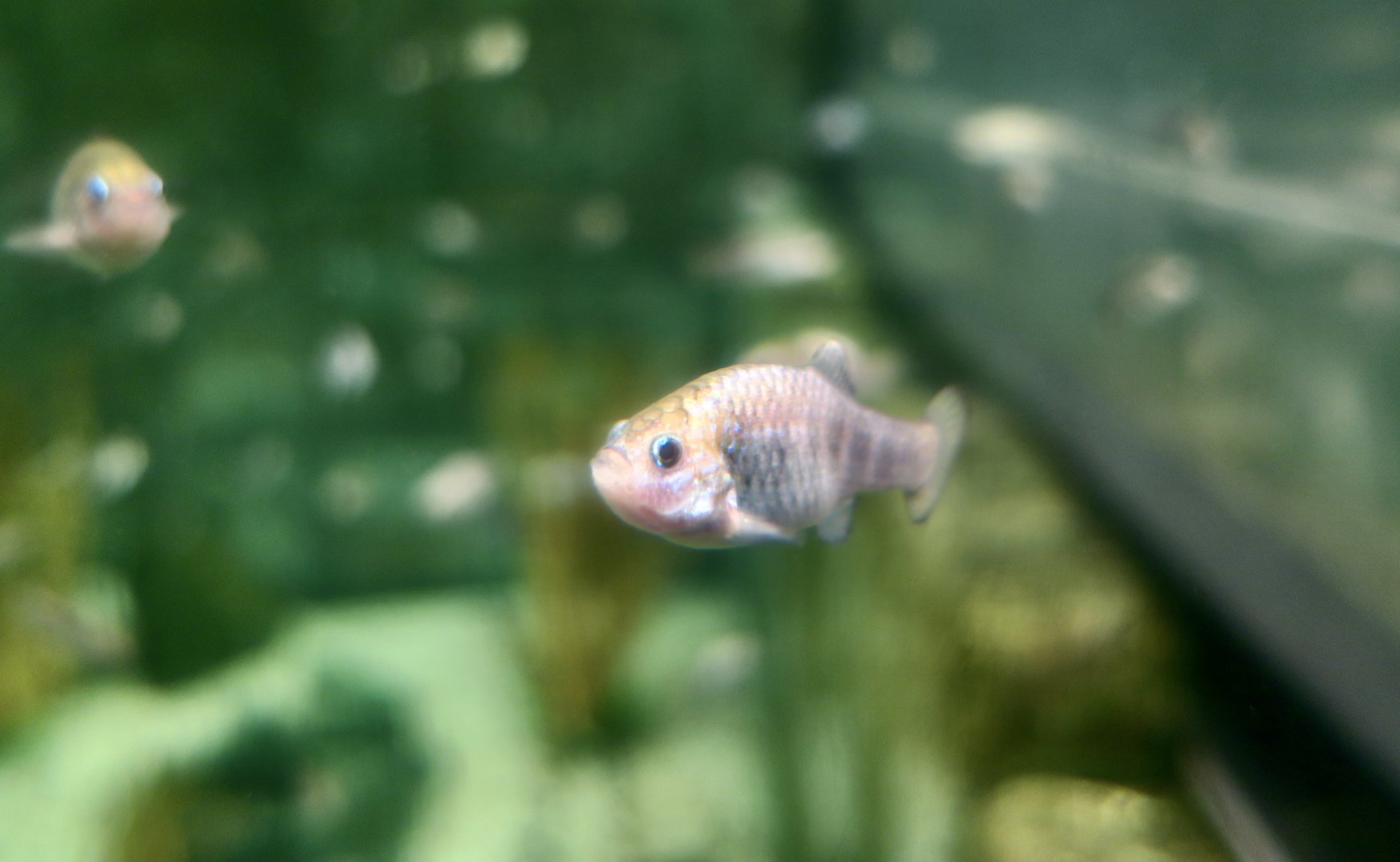 Hybrid Devil's Hole Pupfish (Cyprinodon diabolis x ?)