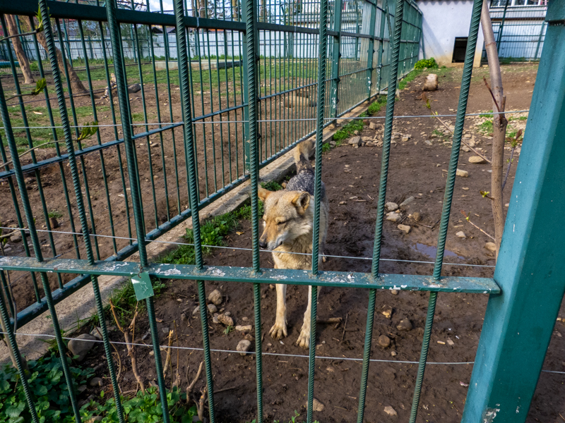 Hybrid ( dog x wolf)