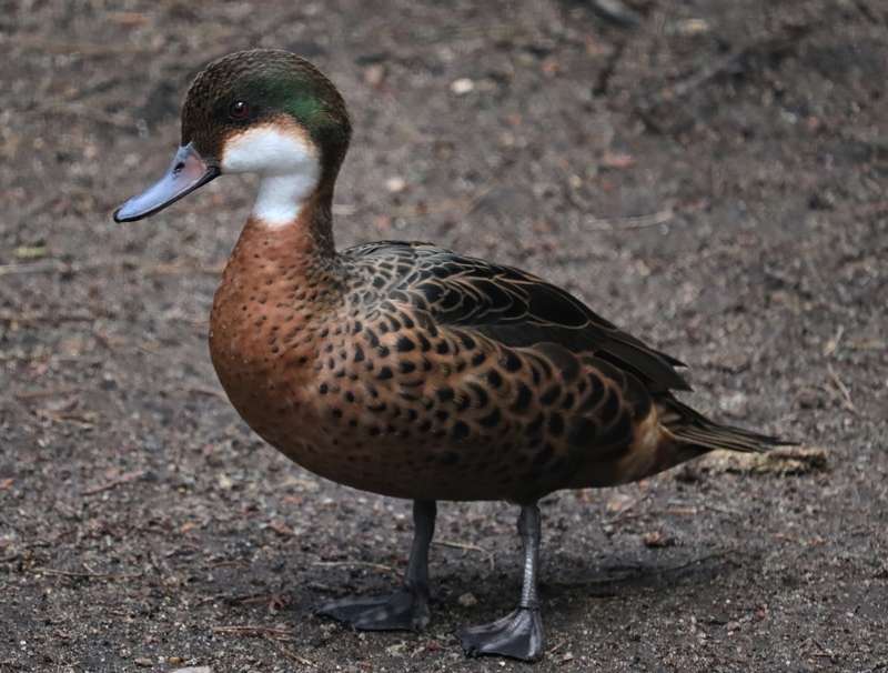 Hybrid duck (Chestnut teal X White-cheeked pintail)