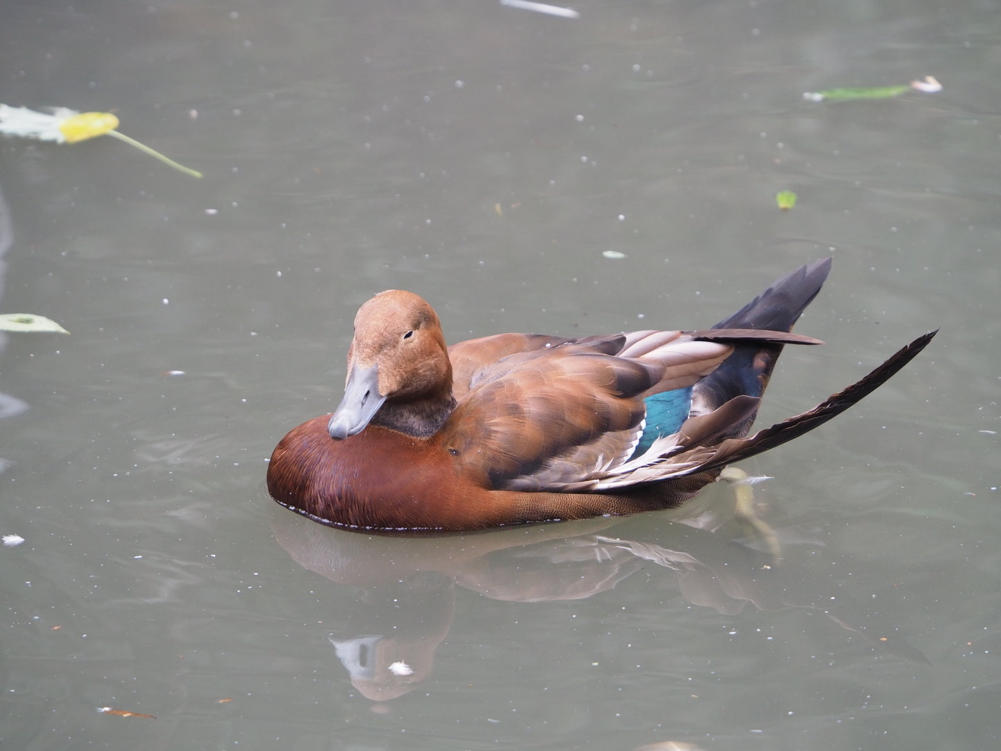 Hybrid duck (?) in cathedral aviary at Pairi Daiza, 2023-10-13