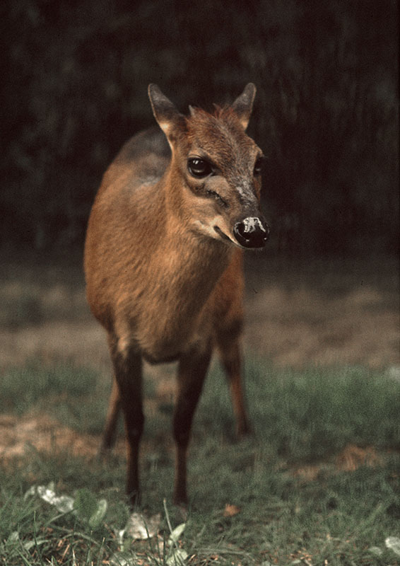 Hybrid duiker 1973