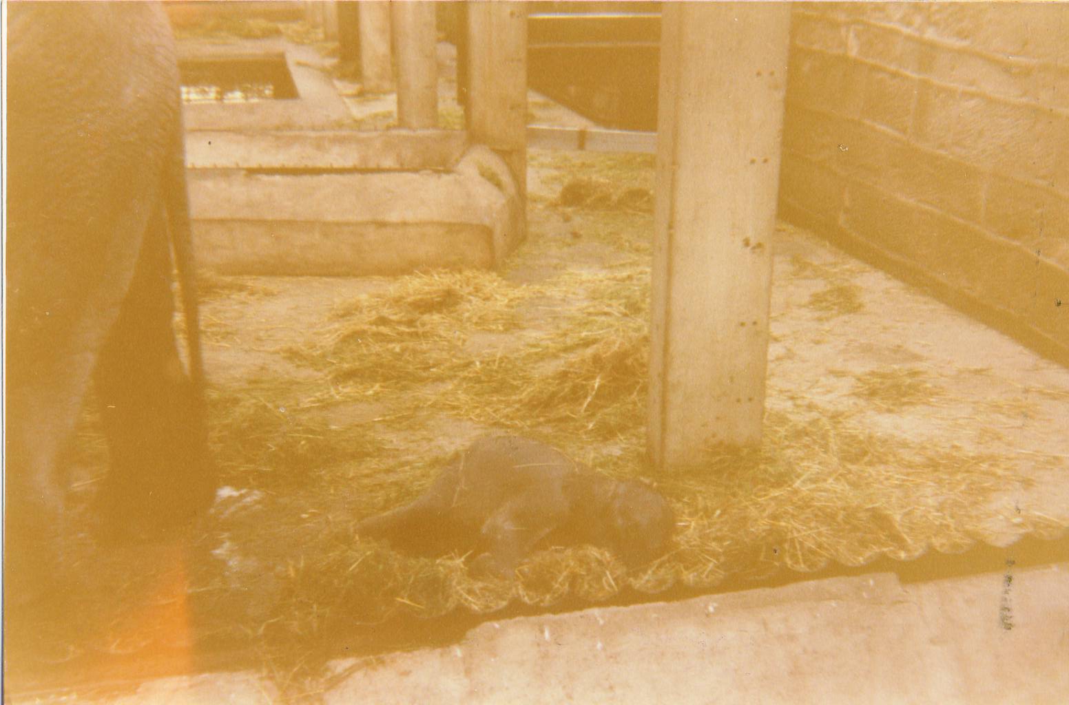 hybrid elephant calf Chester Zoo 16 July 1978