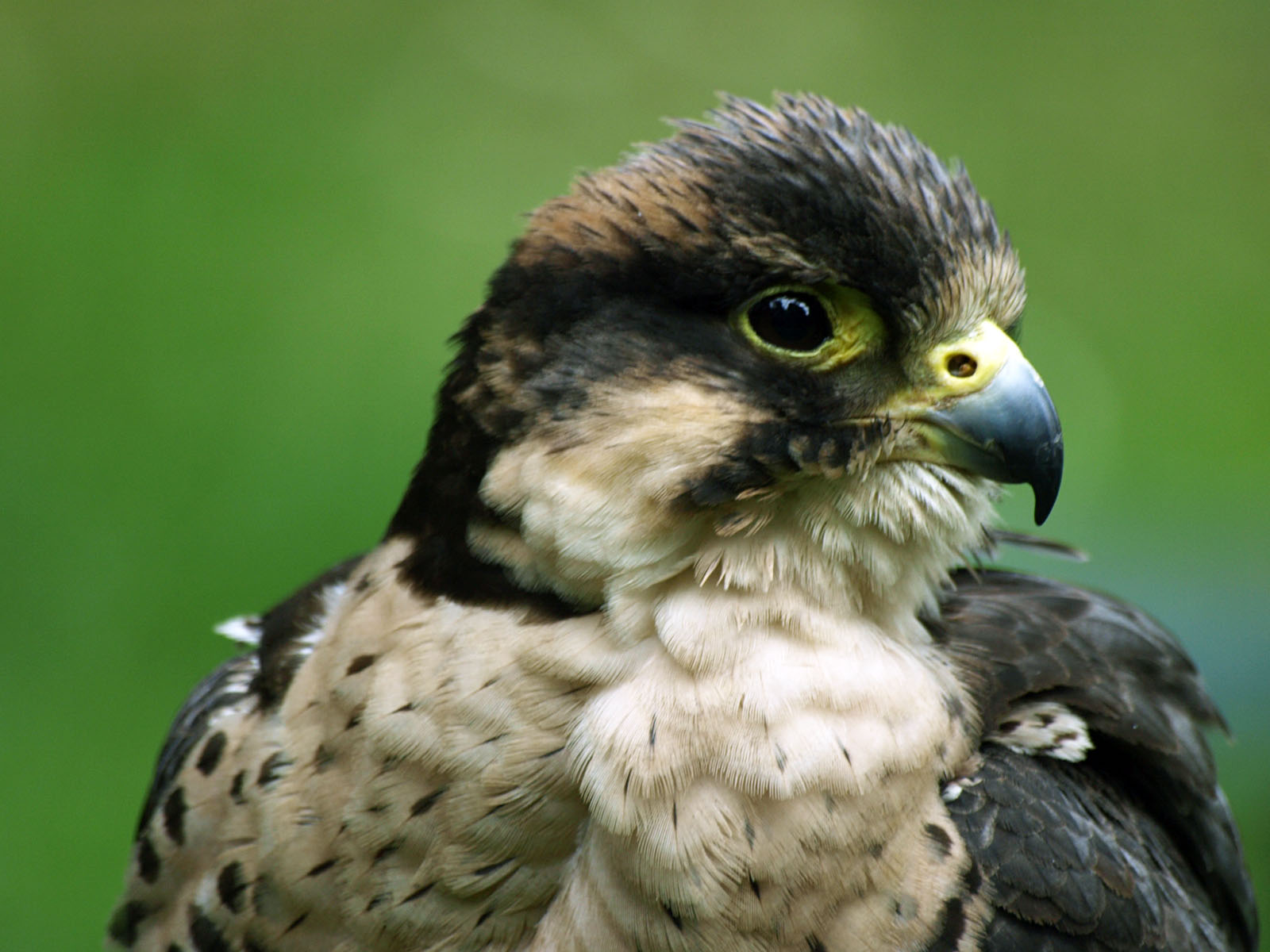 Hybrid falcon