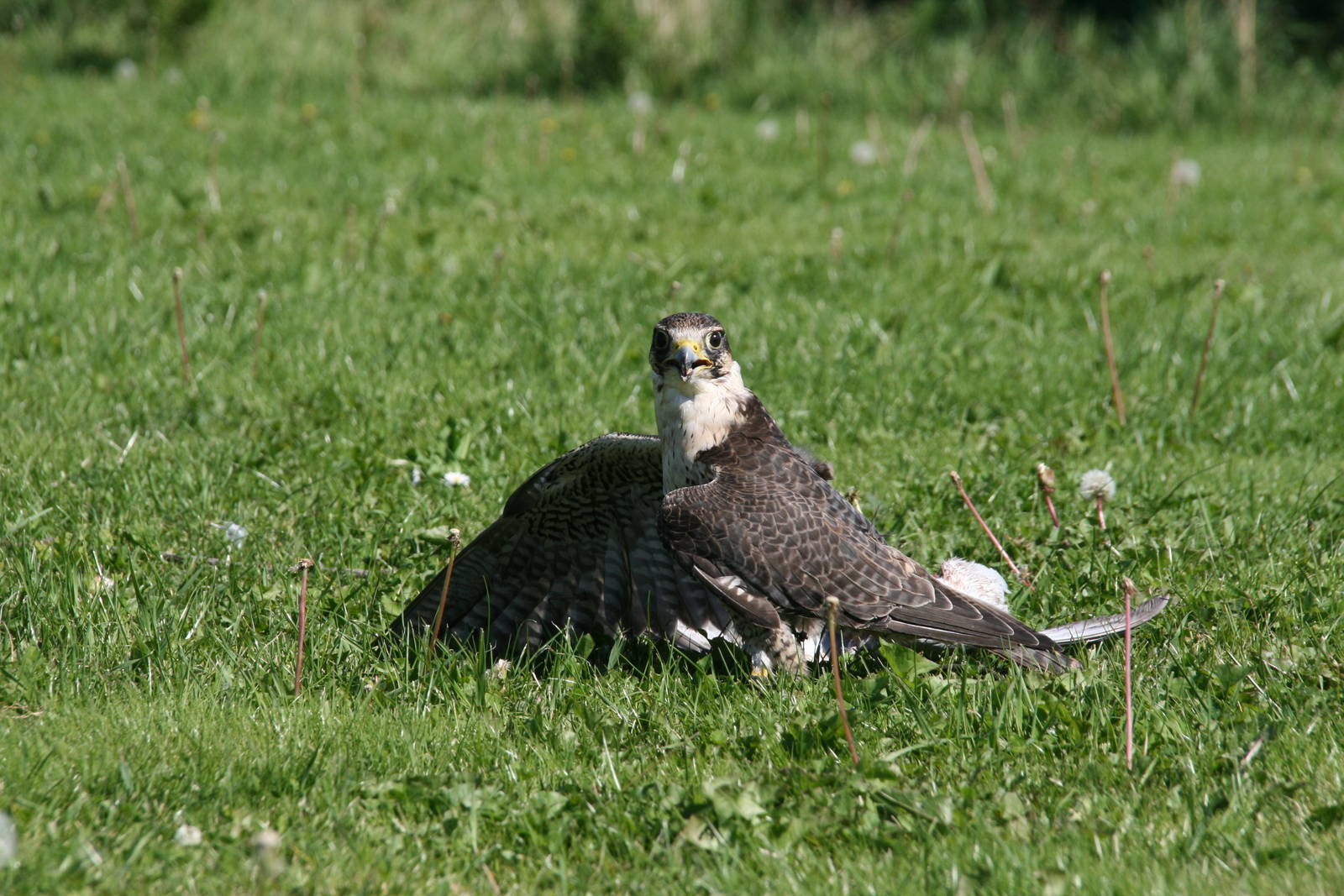 Hybrid falcon