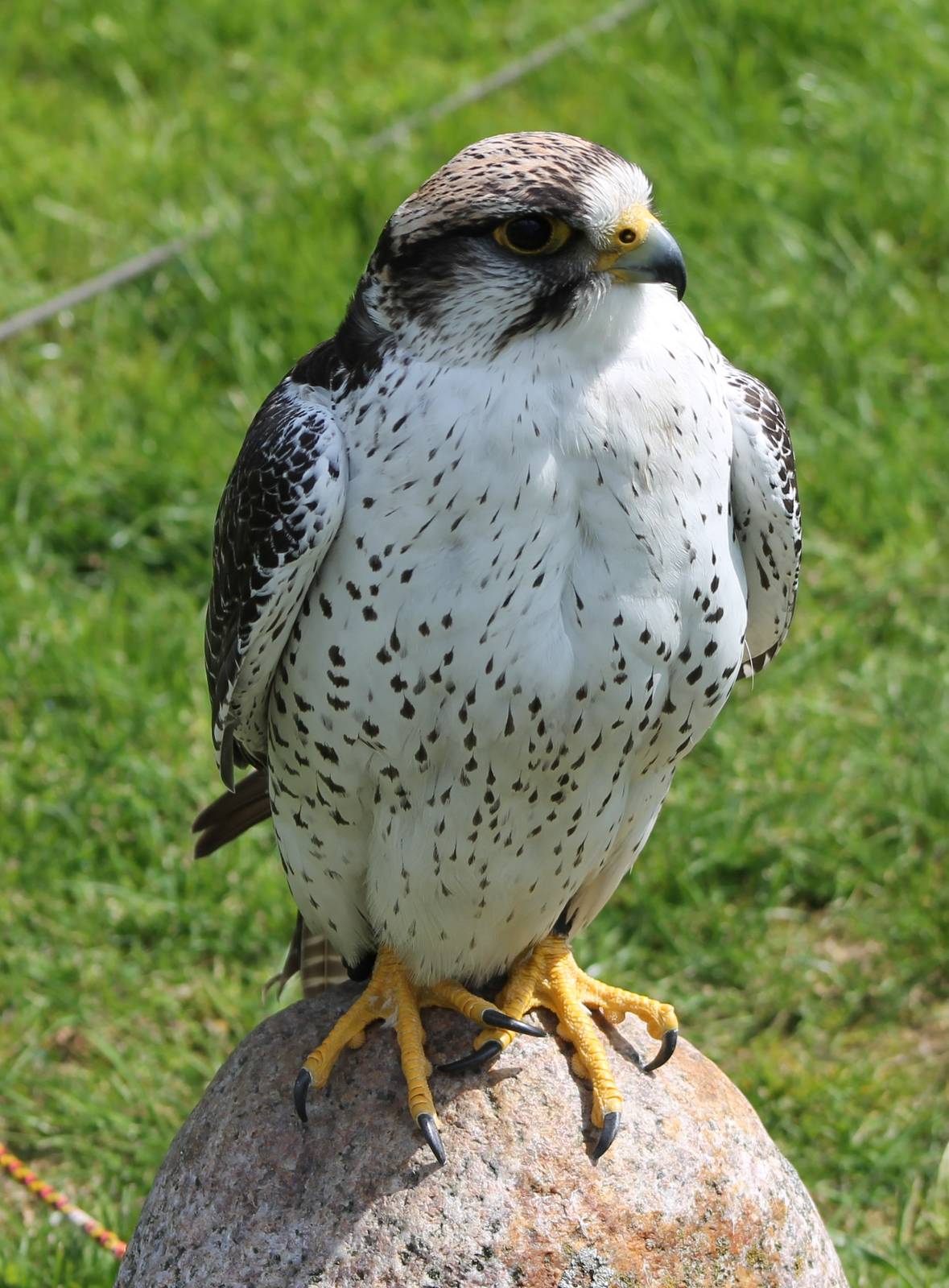 Hybrid falcon
