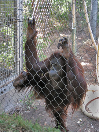 hybrid female orangutan