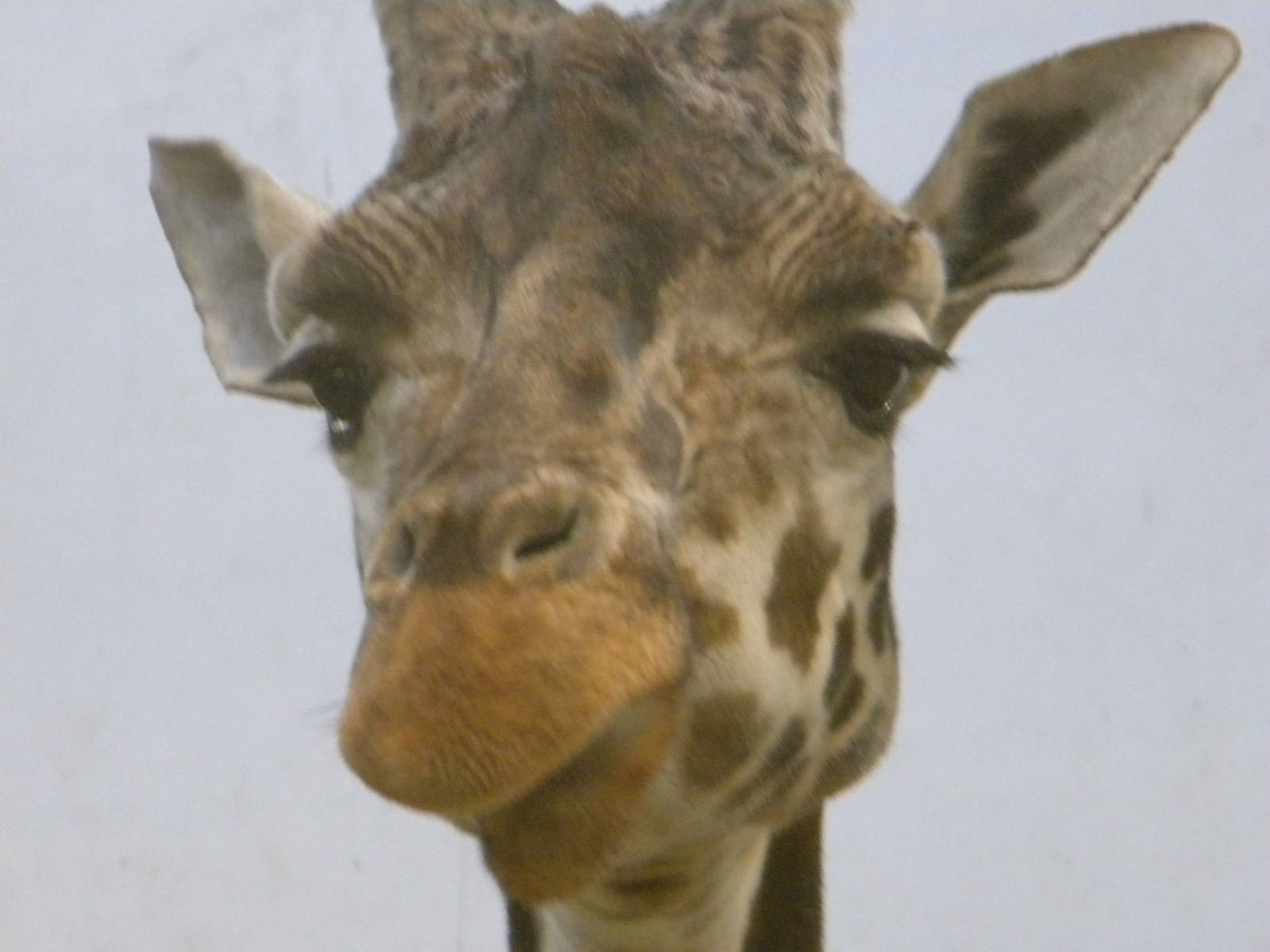 Hybrid female Rothschild Giraffe.
