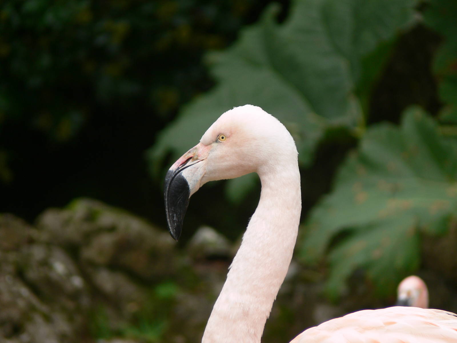 Hybrid Flamingo at Dudley, 02/11/13
