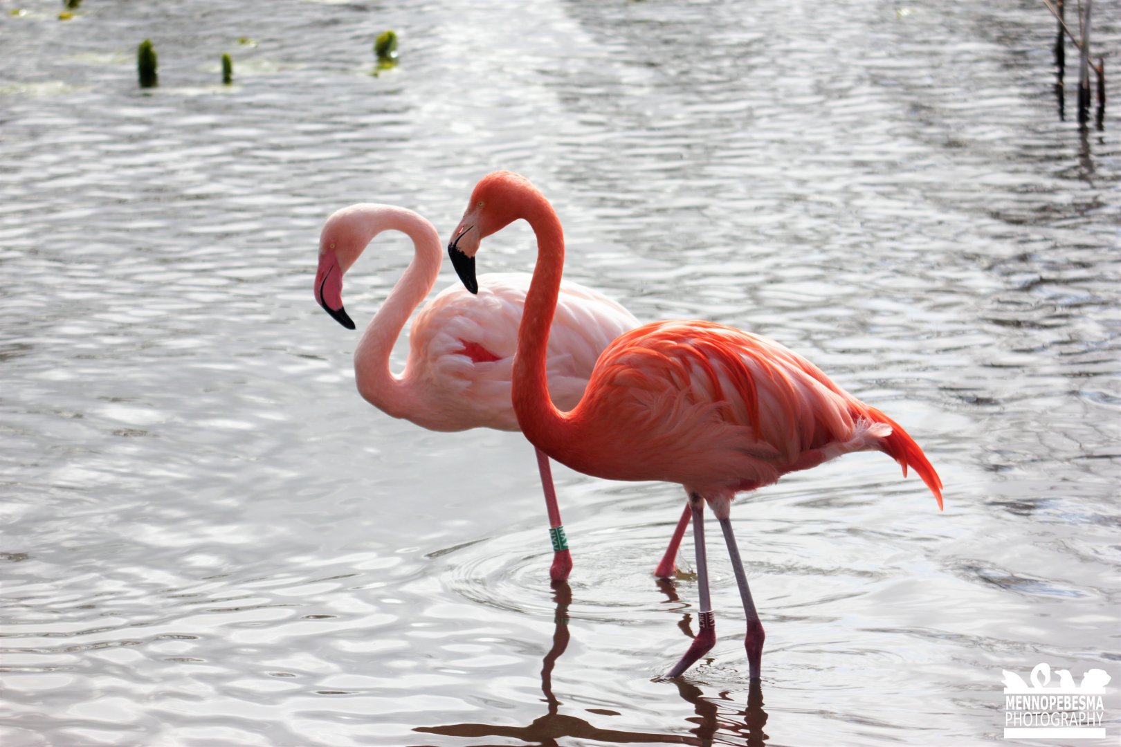 Hybrid flamingo (Phoenicopterus spp.)