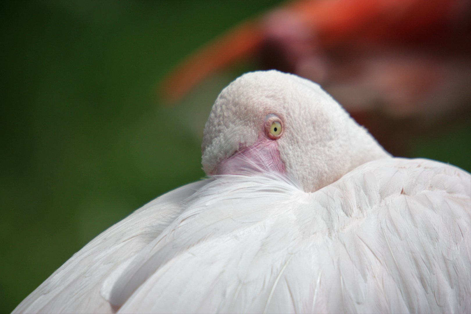 Hybrid flamingo