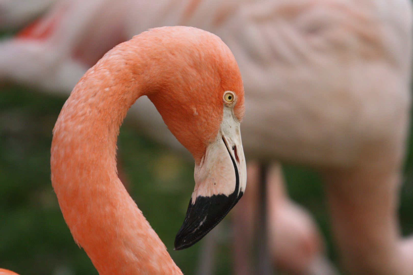 Hybrid flamingo
