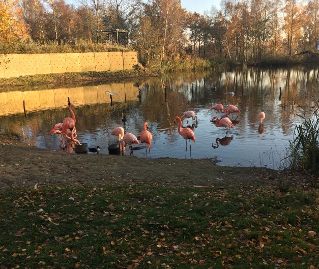 ''Hybrid'' Flamingos 17-11-2018