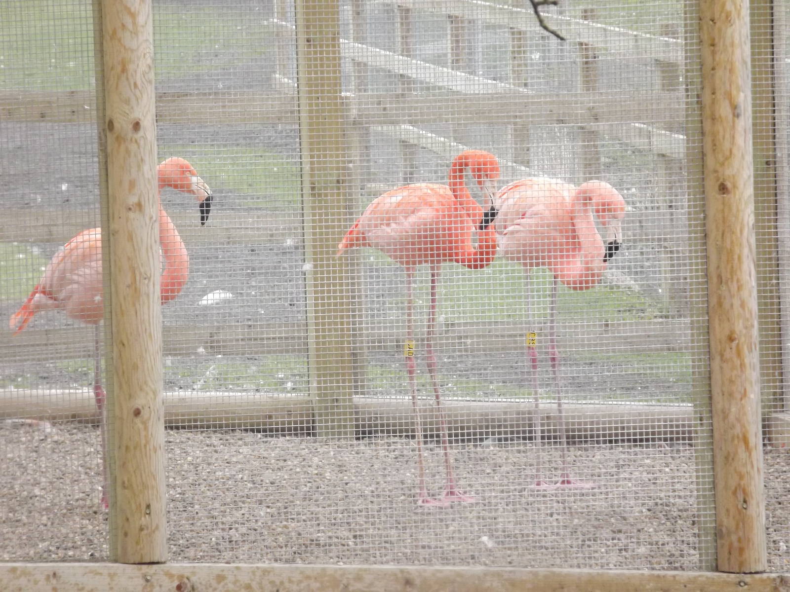 Hybrid Flamingos at Yorkshire Wildlife Park 18/02/12