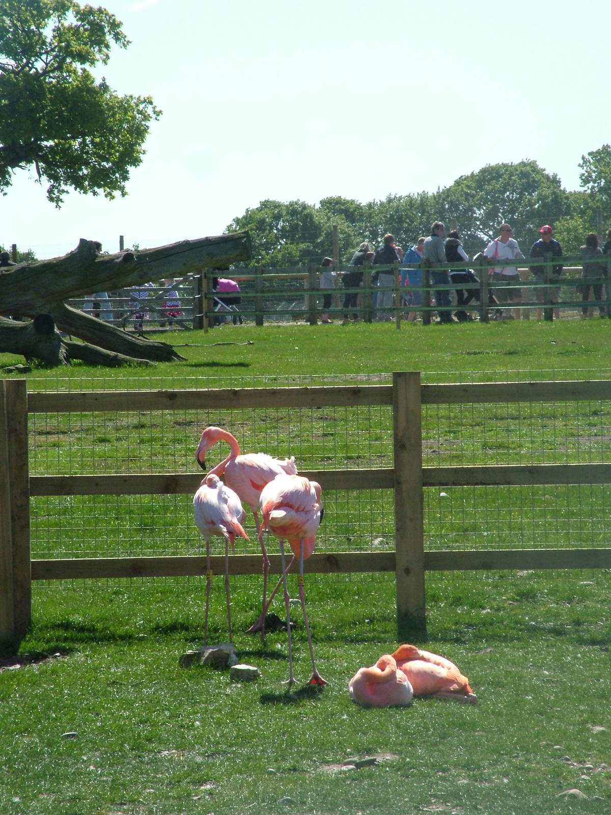 Hybrid Flamingos at Yorkshire WP 02/05/11