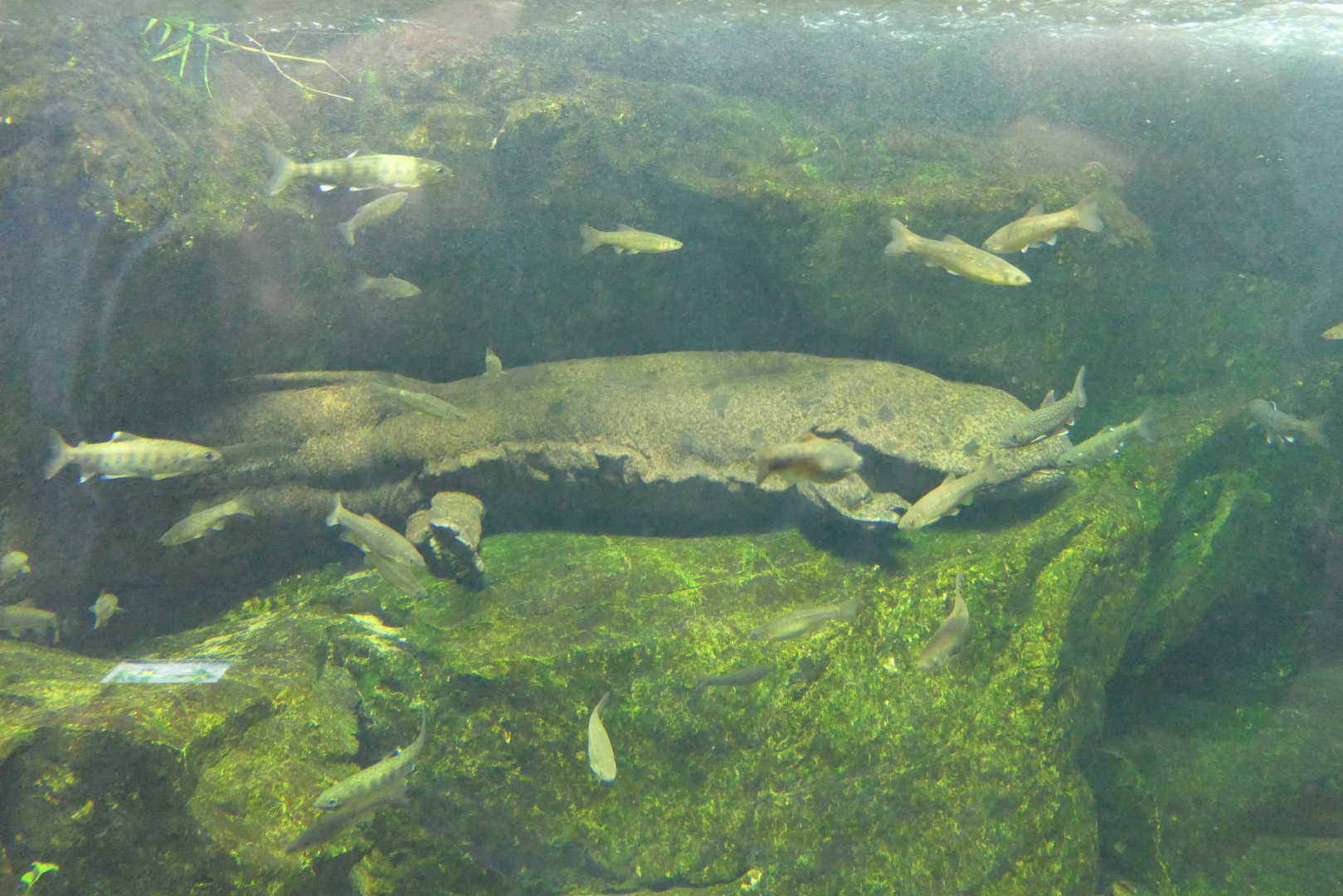 Hybrid Giant Salamander (Andrias japonicus x davidianus) - Lake Biwa Museum