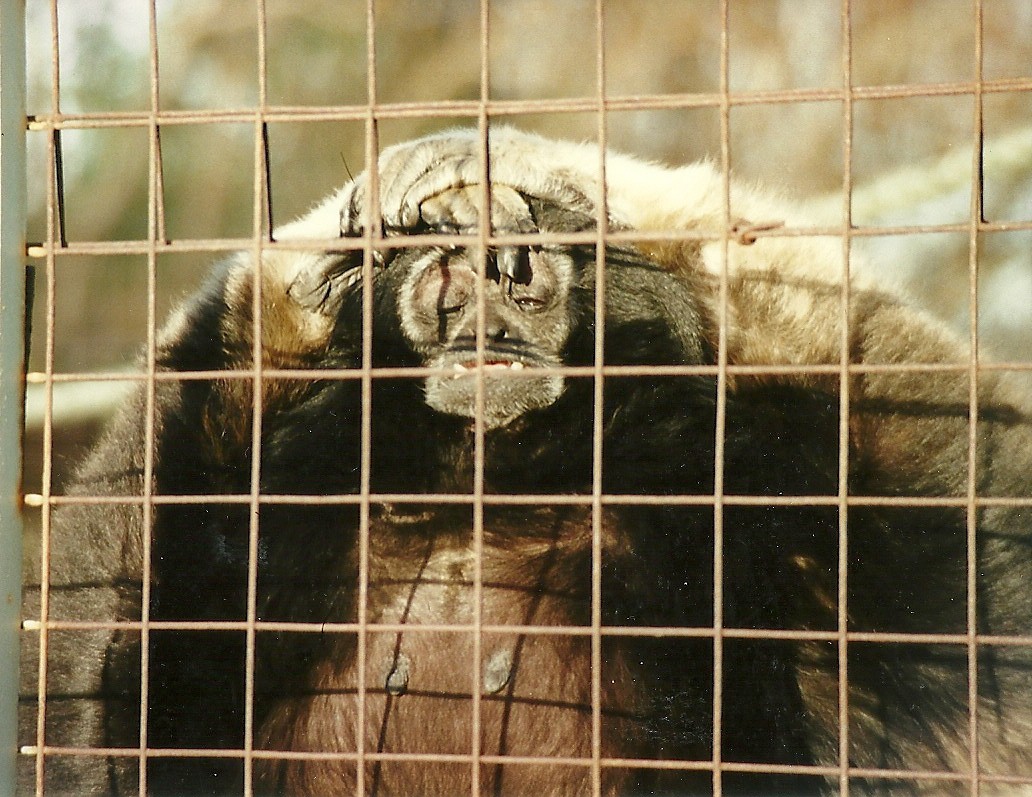 Hybrid Gibbon 14th February 1996