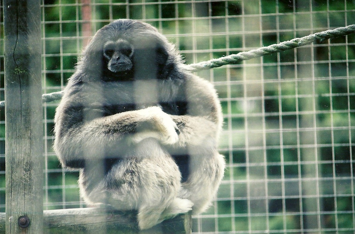 Hybrid Gibbon 16th April 2004