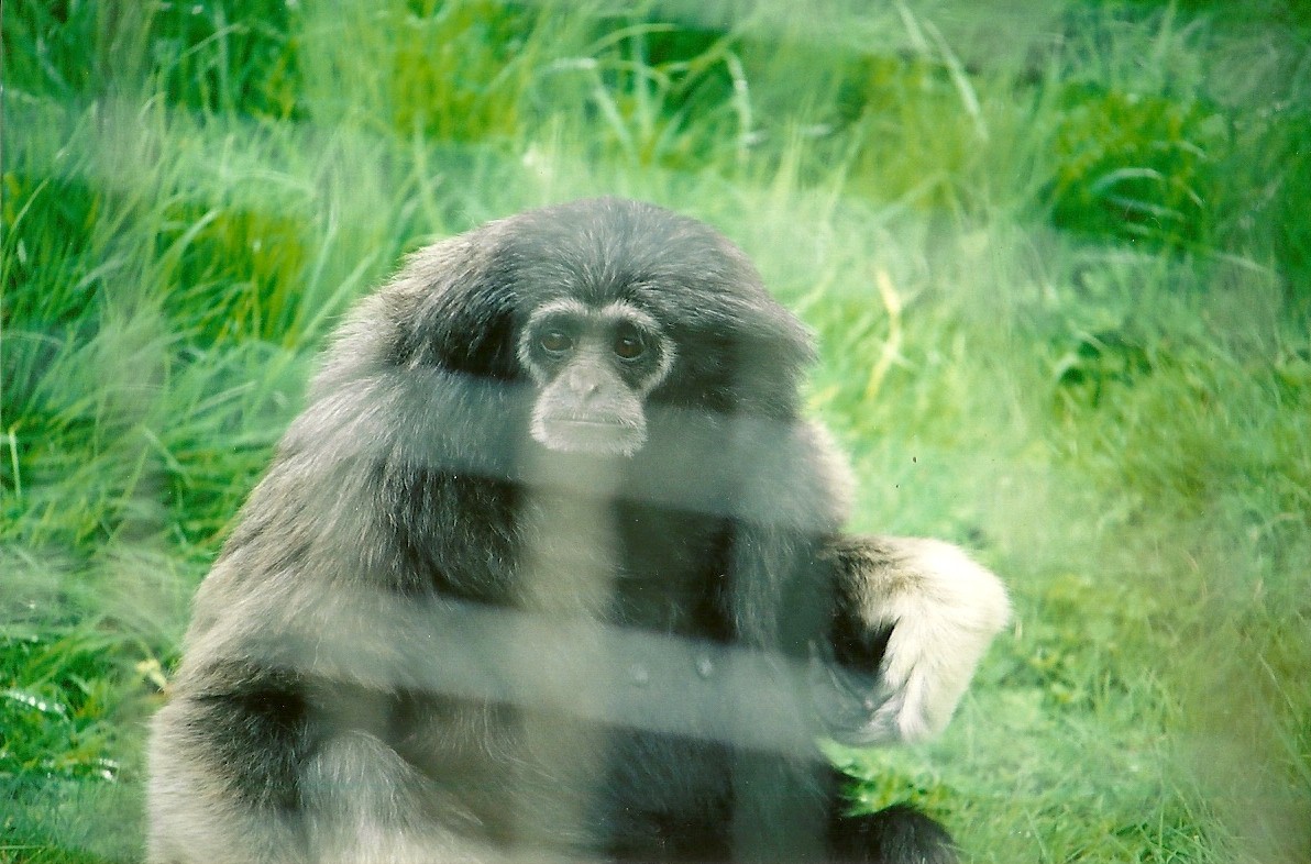 Hybrid Gibbon 16th April 2004