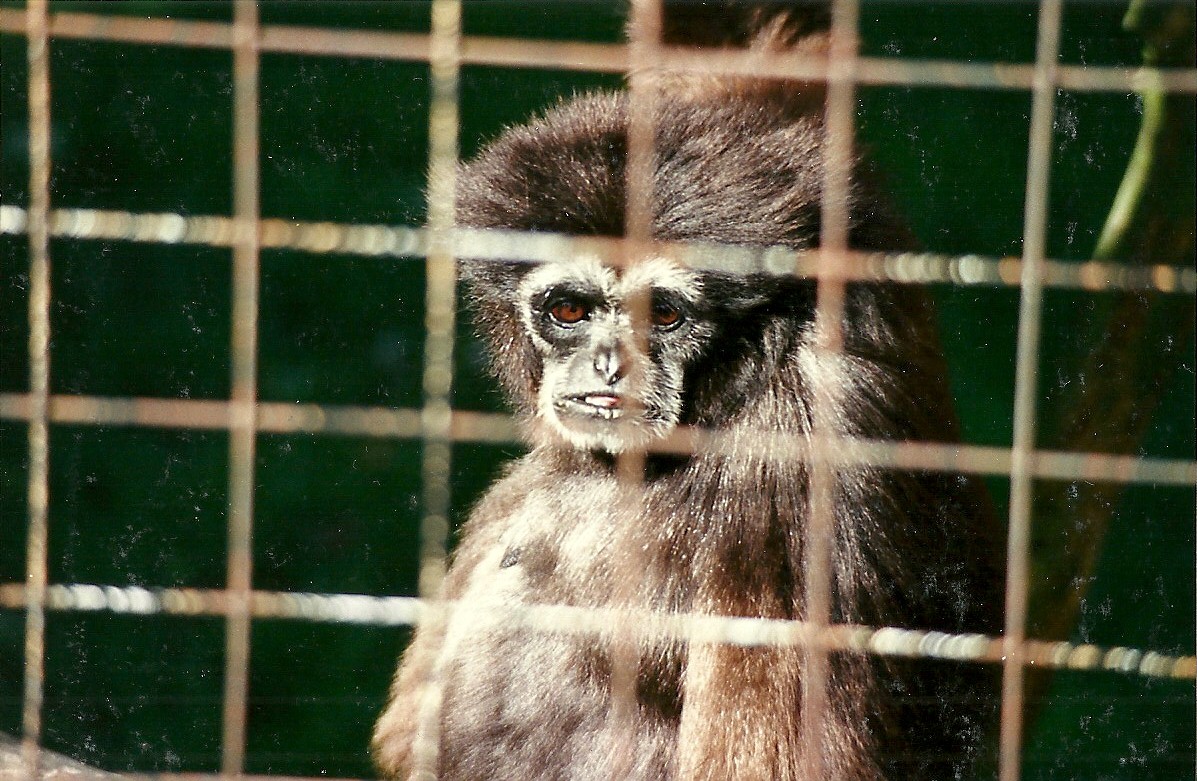 Hybrid Gibbon 4th October 1995