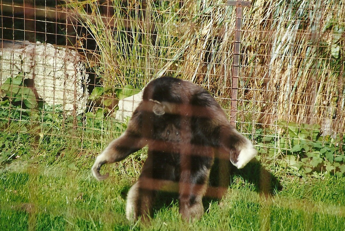 Hybrid Gibbon 4th October 1995