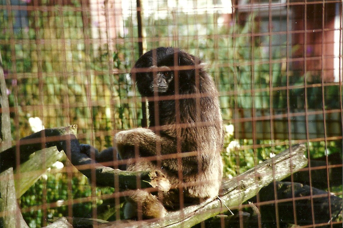 Hybrid Gibbon 4th October 1995