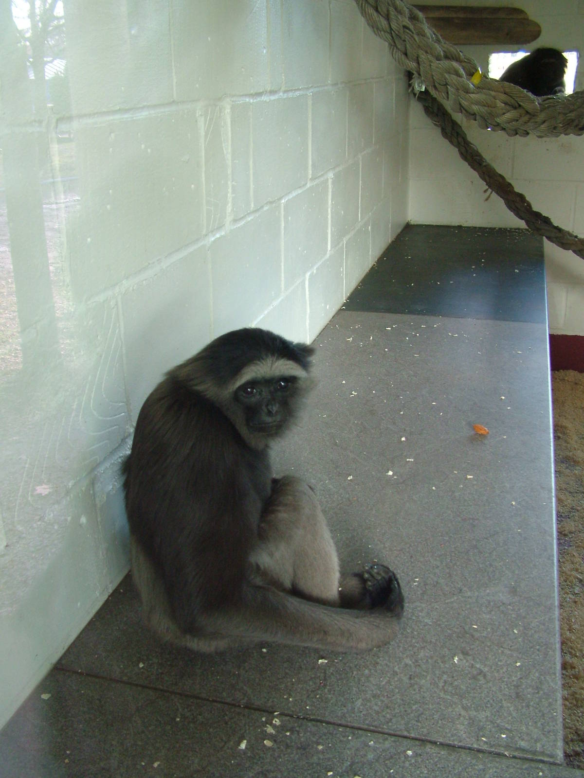 Hybrid Gibbon at Wingham 28/11/09