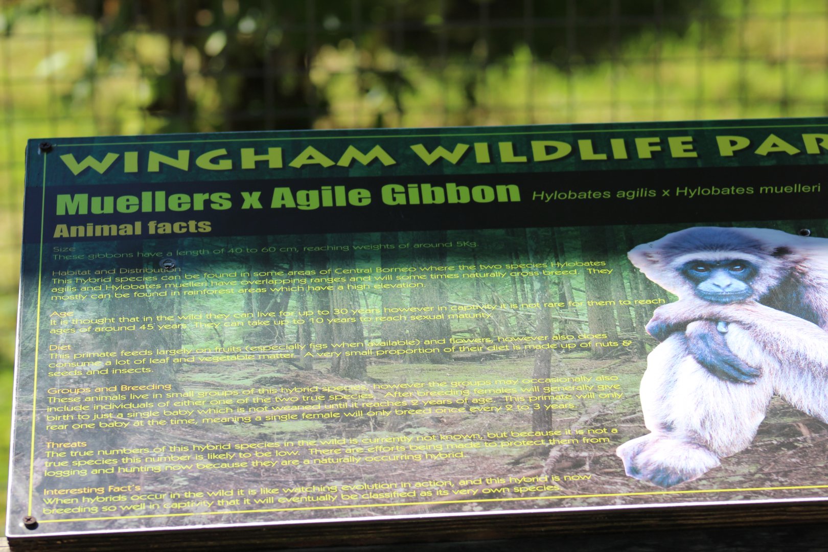 Hybrid Gibbon Signage