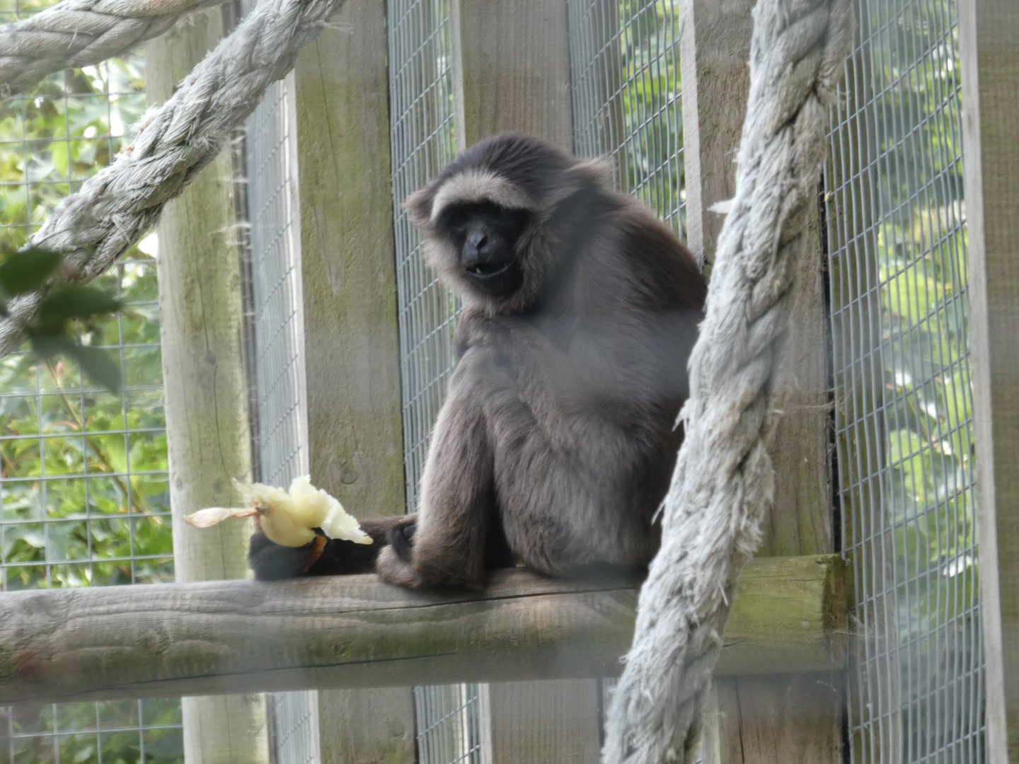 Hybrid Gibbon