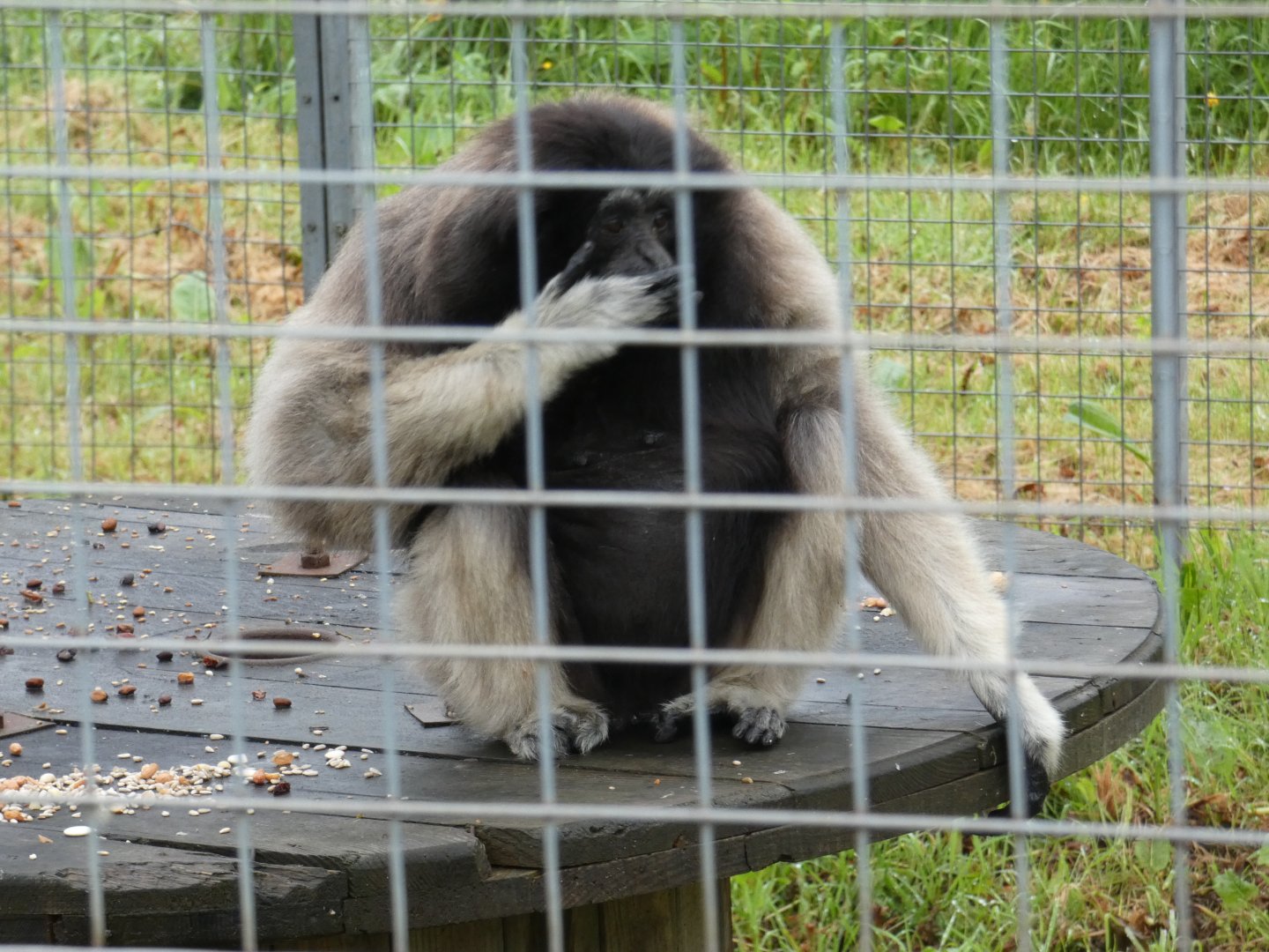 Hybrid gibbon