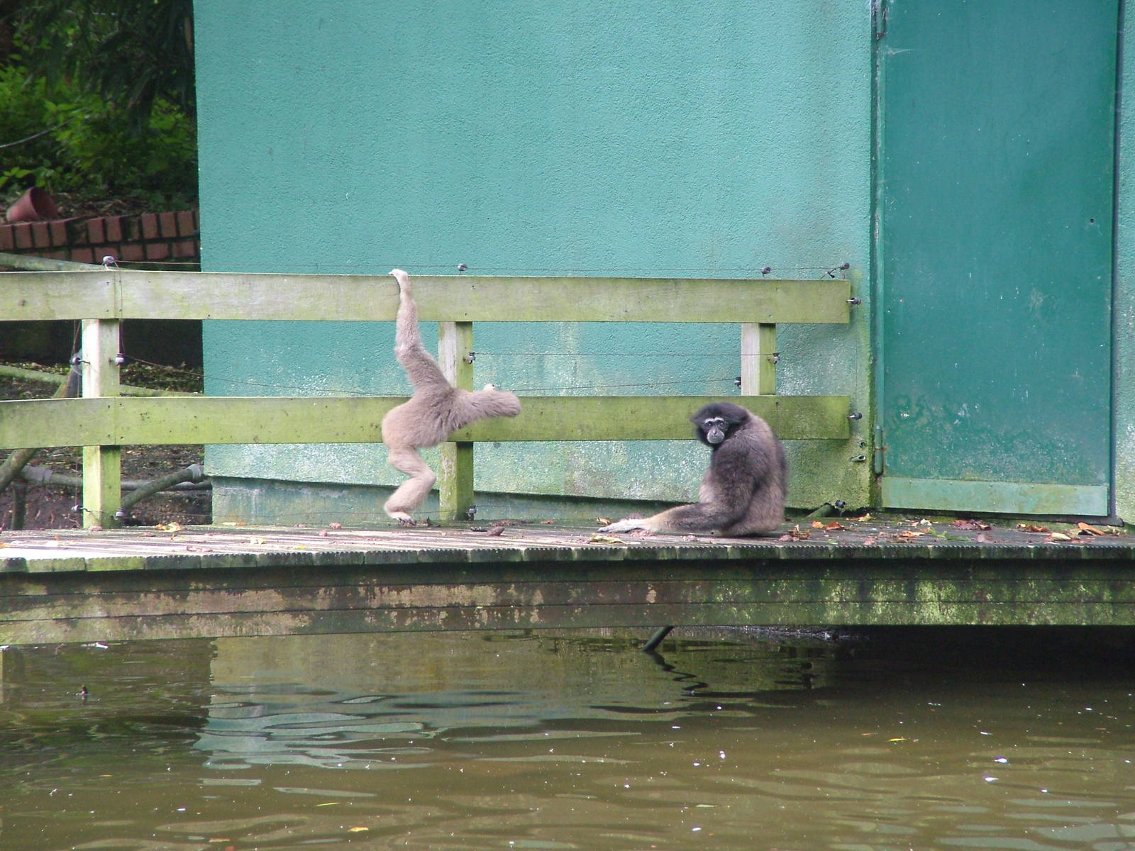 Hybrid Gibbons at Opel-Zoo Kronberg, 30/08/10