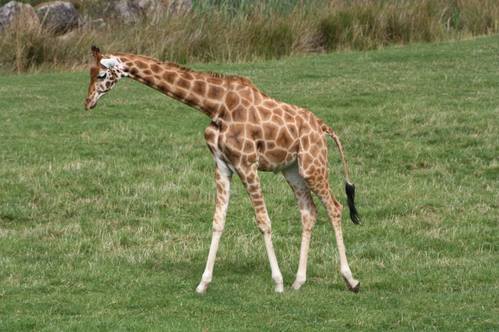 Hybrid Giraffe, 1st September 2014
