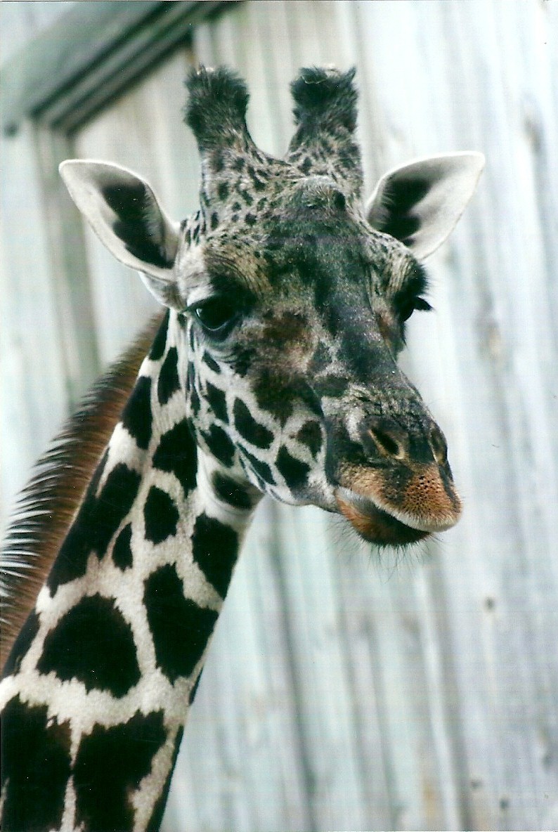 Hybrid Giraffe 27th December 2012