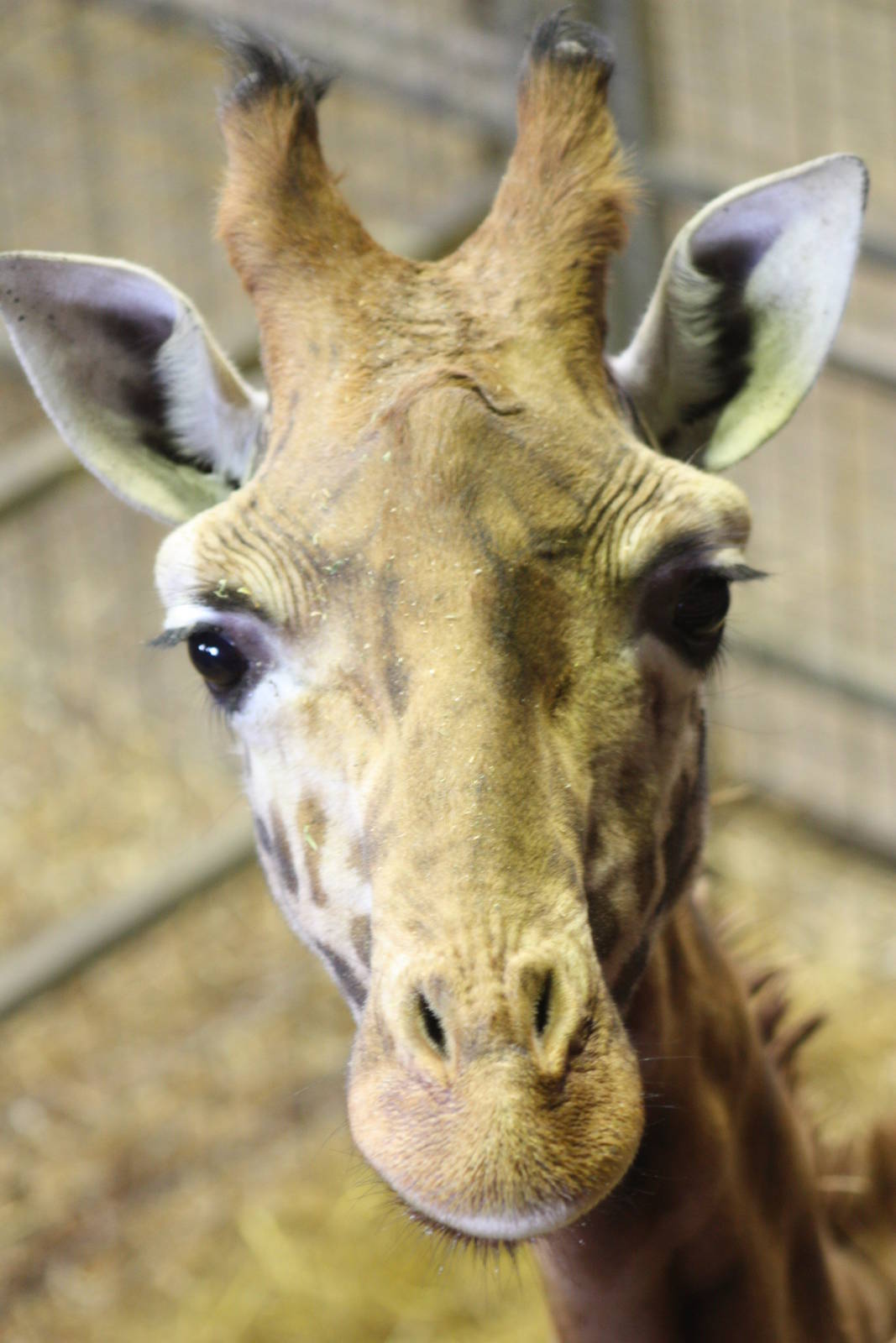 Hybrid Giraffe, 30th December 2014