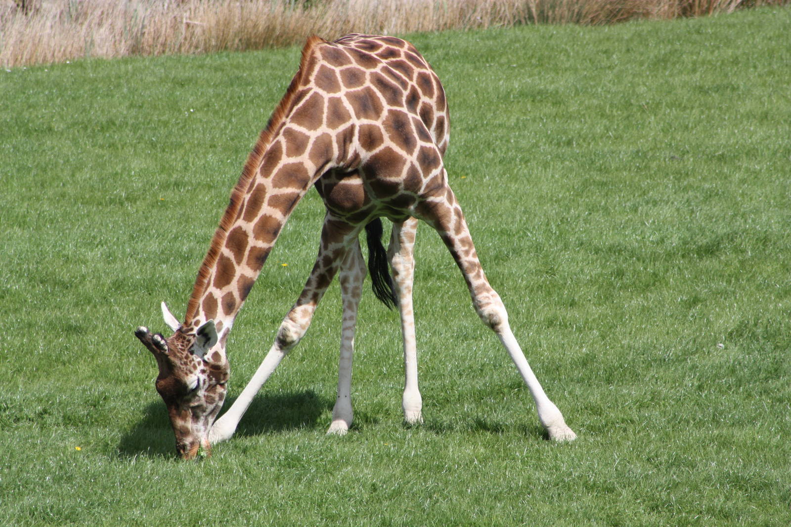 Hybrid Giraffe, 6th May 2014