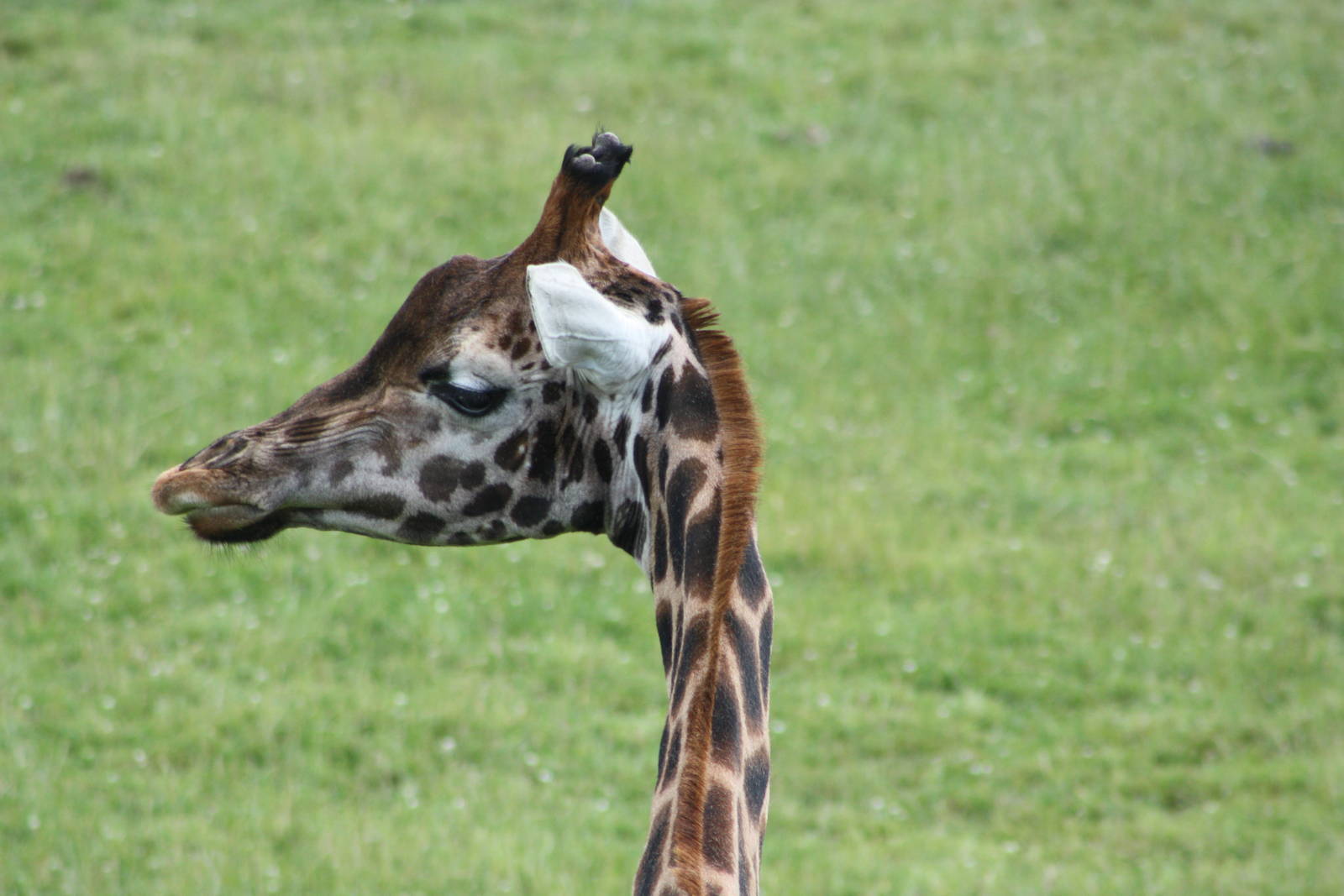 Hybrid Giraffe, 7th July 2014