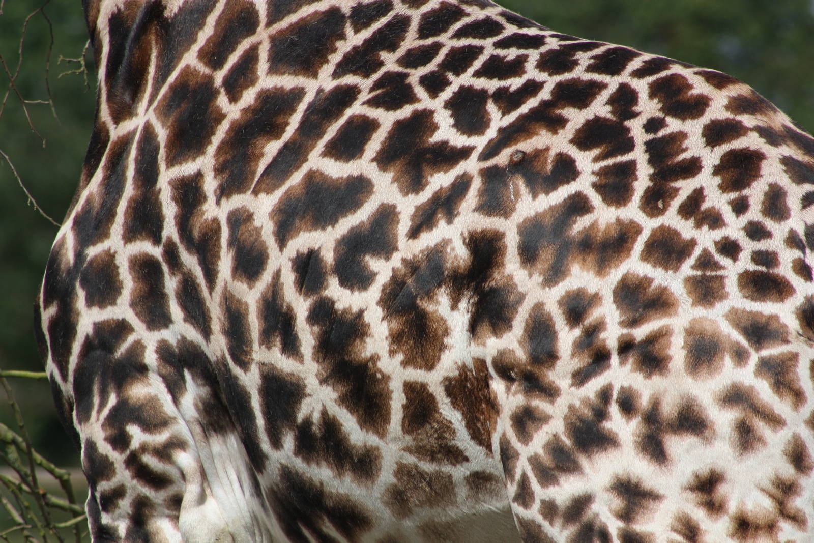Hybrid Giraffe, 7th July 2014