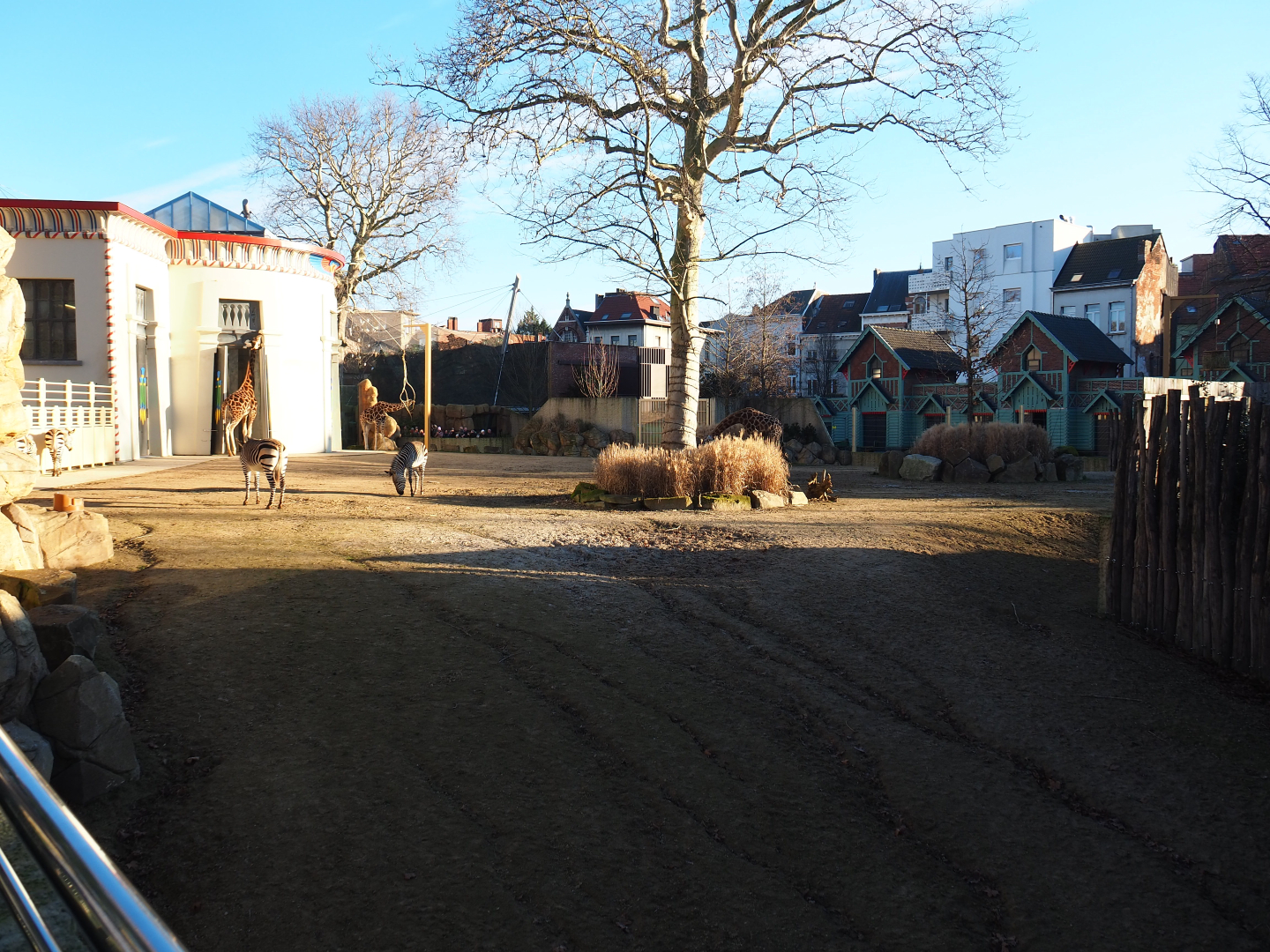 Hybrid giraffe and Hartmann mountain zebra paddock, 2019-12-30