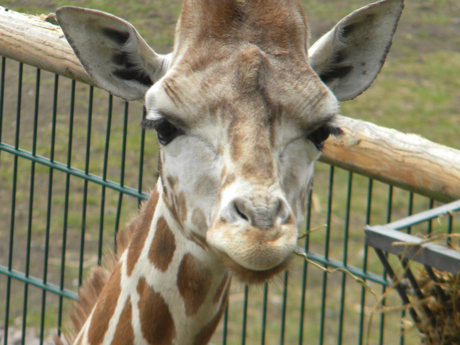 Hybrid Giraffe at Blackpool Zoo 06/05/11