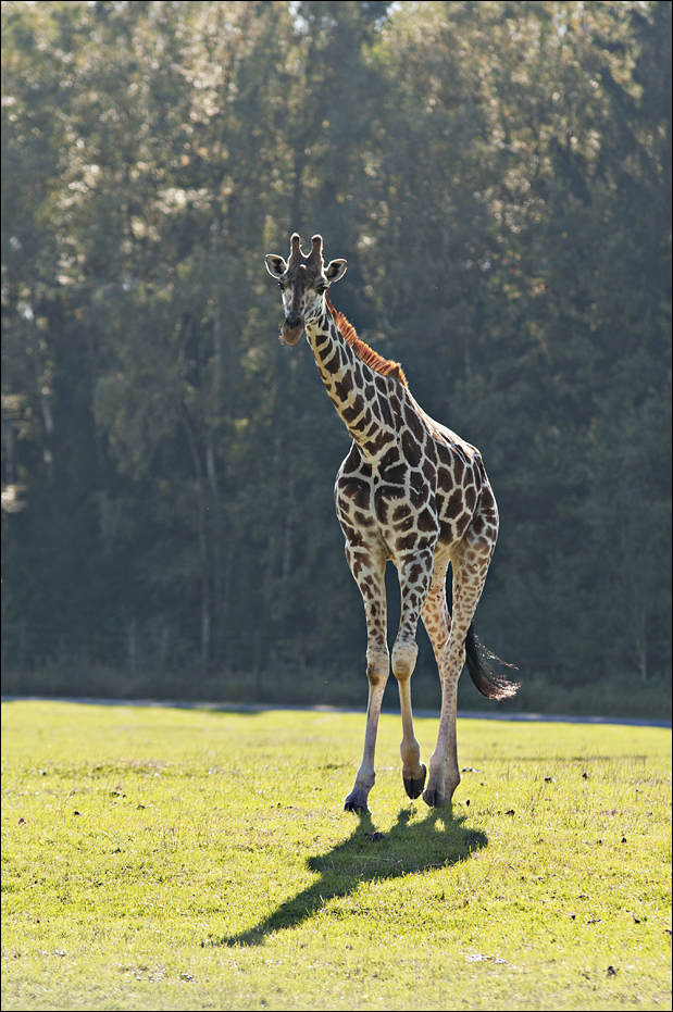 Hybrid giraffe at Serengeti Park