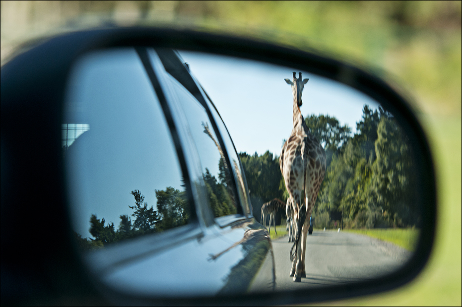 Hybrid giraffe at Serengeti Park