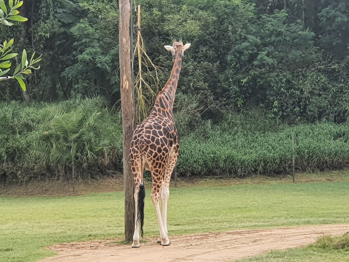 Hybrid Giraffe Forest