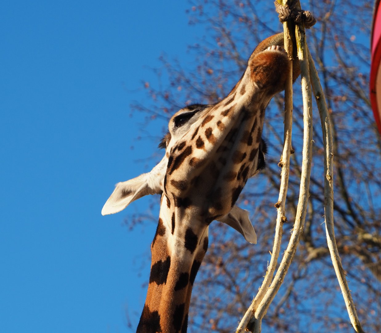 Hybrid giraffe (Giraffa camelopardalis), 2019-12-30