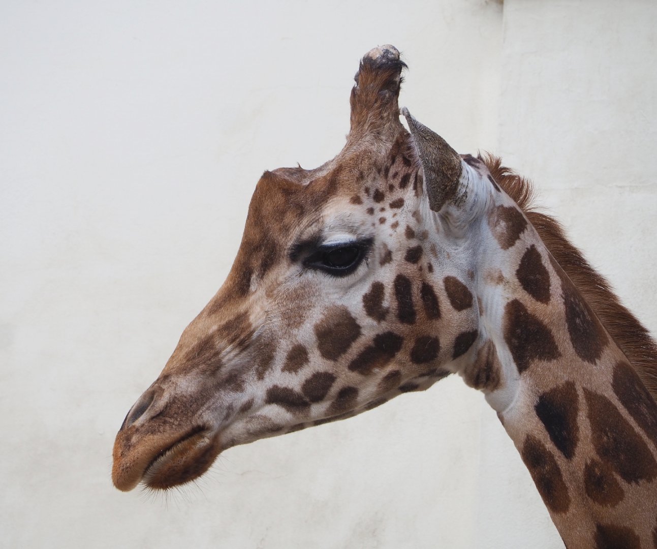 Hybrid giraffe (Giraffa camelopardalis rothschildi), 2022-05-26