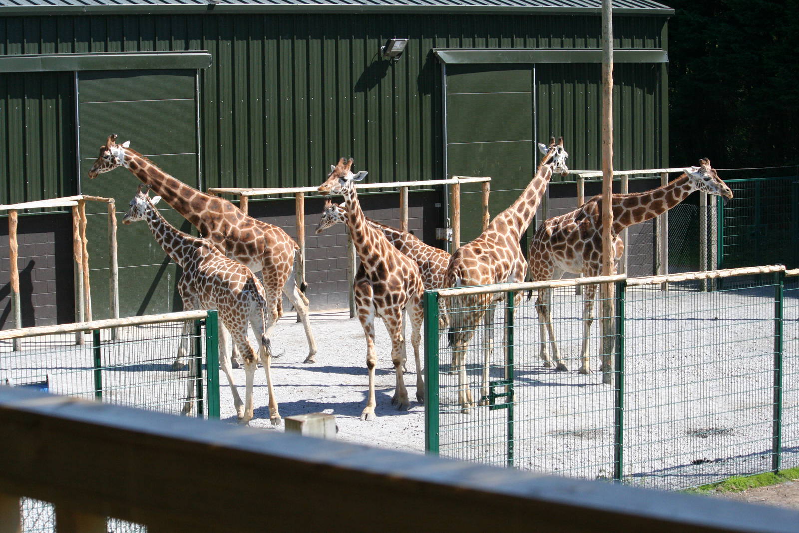 Hybrid giraffe group