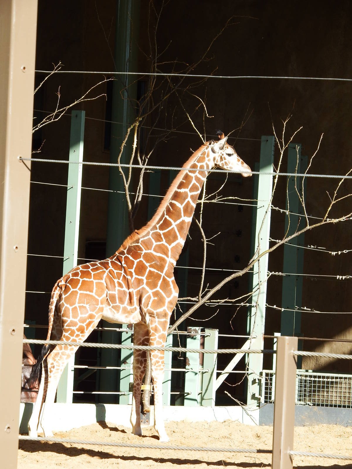 Hybrid Giraffe Moshi