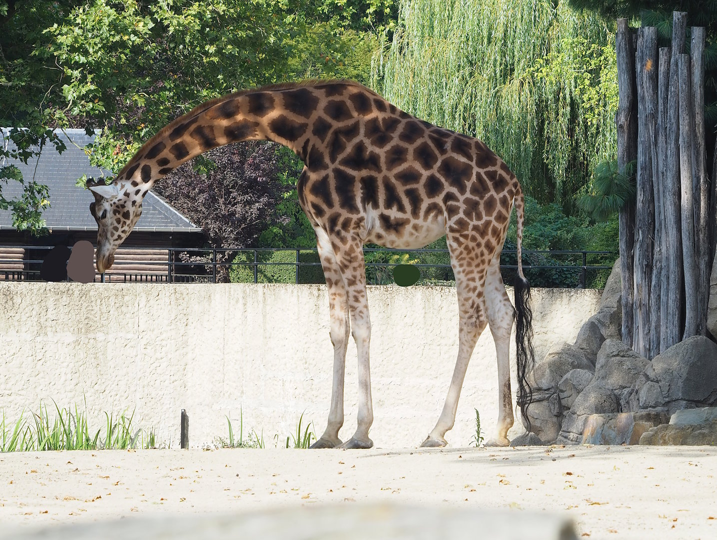 Hybrid giraffe (Mostly Giraffa camelopardalis rothschildi), 2022-08-16