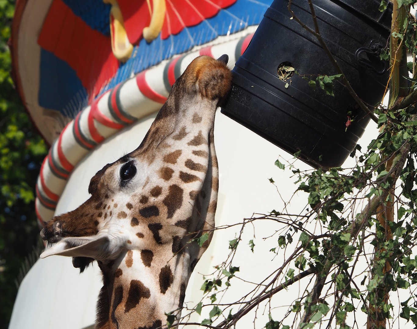 Hybrid giraffe (Mostly Giraffa camelopardalis rothschildi), 2022-09-04