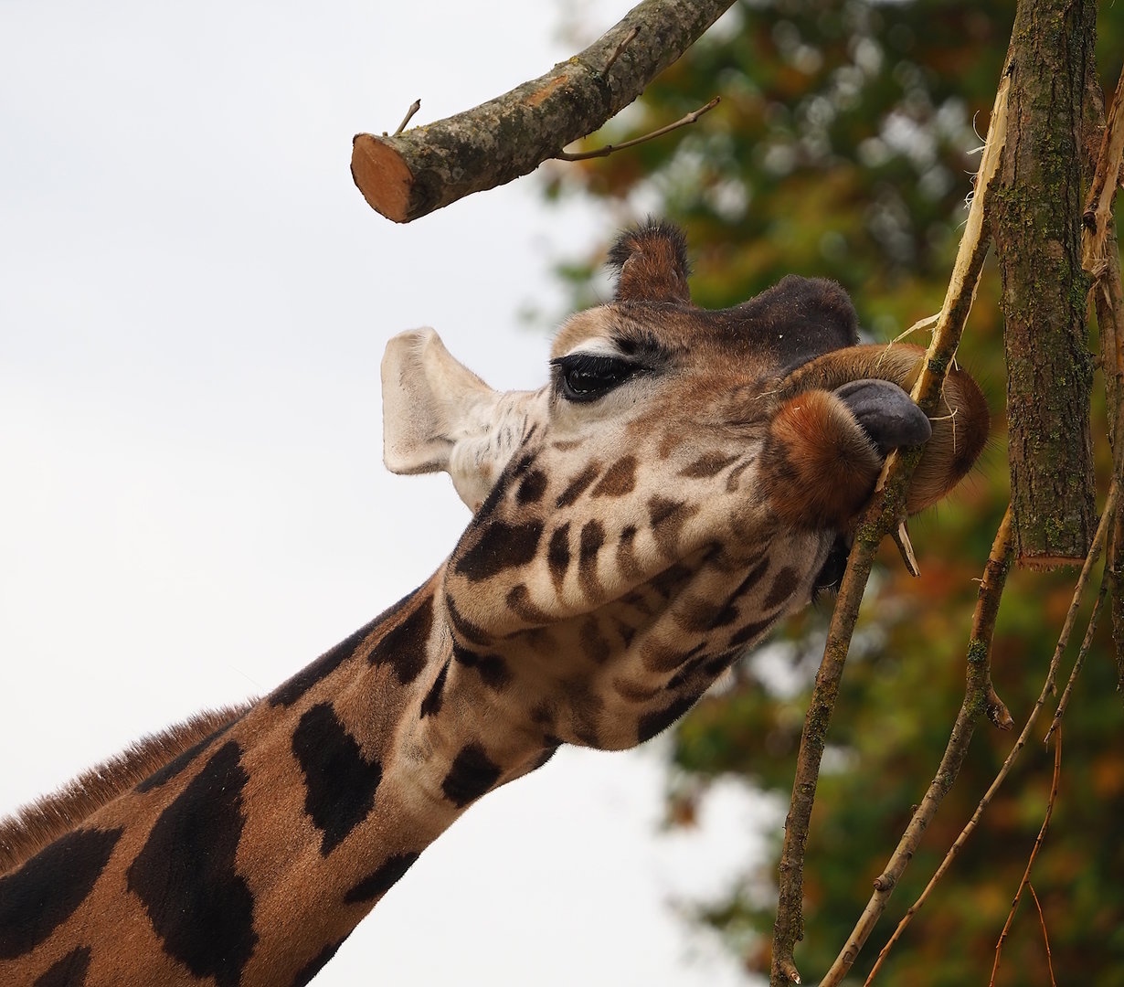 Hybrid giraffe (Mostly Giraffa camelopardalis rothschildi), 2022-10-29